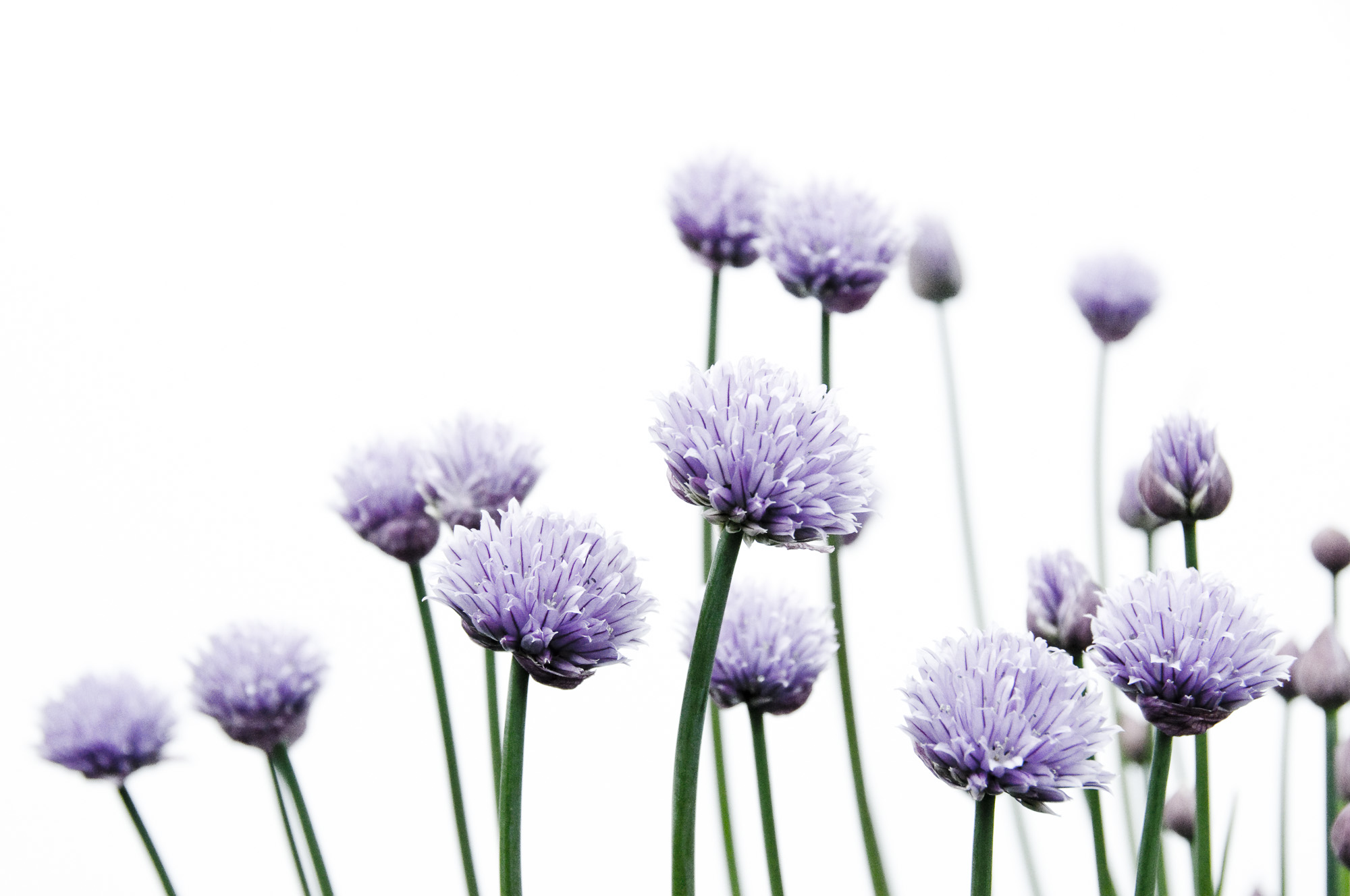 Chives