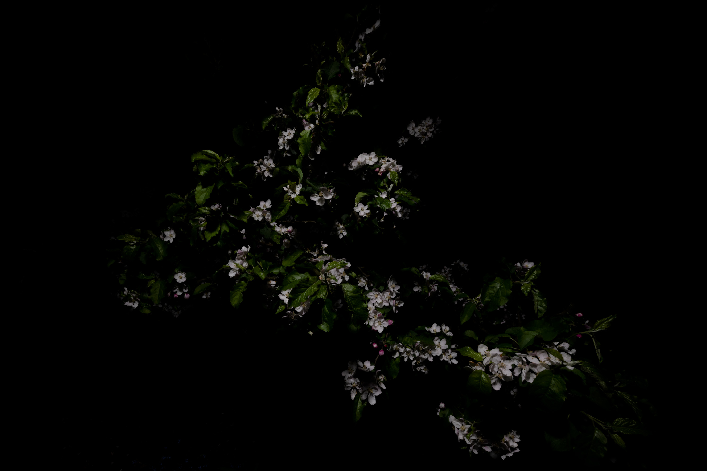 Moonlight